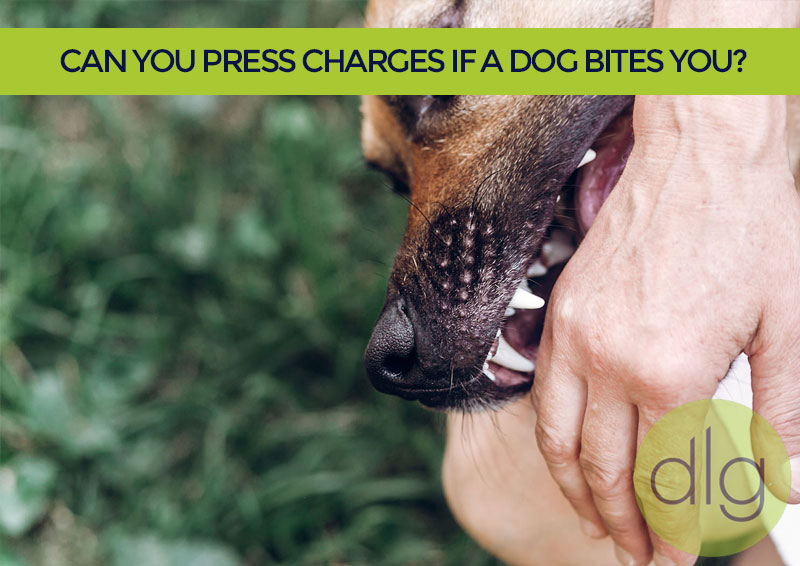 Can you press charges if a dog bites you?