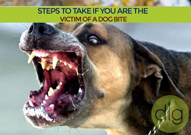 Steps to Take if You Are The Victim of a Dog Bite