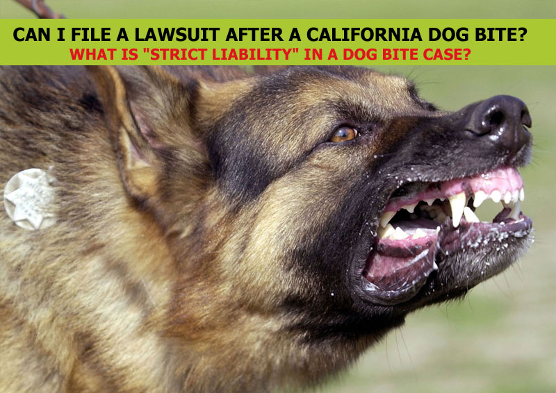 Can I File a Lawsuit After a California Dog Bite?