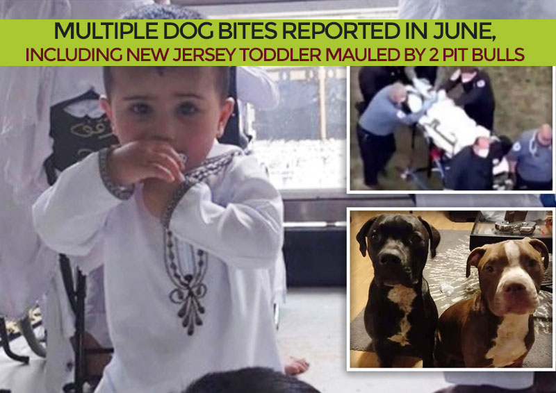 Multiple Dog Bites Reported in June, Including New Jersey Toddler Mauled by 2 Pit Bulls