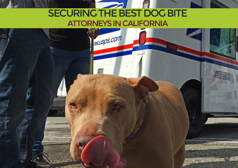 Securing the Best Dog Bite Attorneys in California