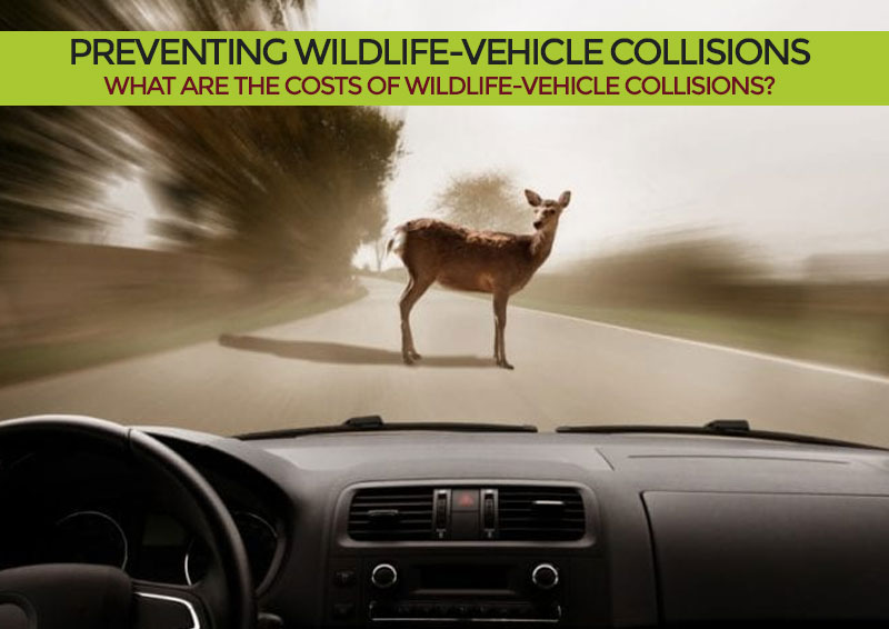 what are the Costs of Wildlife-Vehicle Collisions?