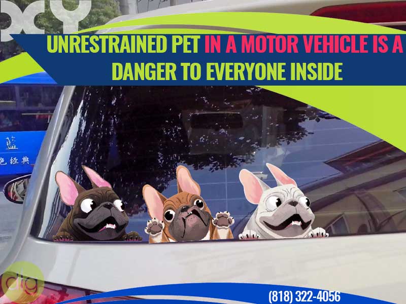Unrestrained pet in a motor vehicle is a danger to everyone inside